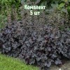 Комплект 5шт / Гейхера мелкоцветковая Блэк Перл: фото и описание
