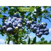 Саженцы голубики Блю Рей (Blue Ray) -  5 шт.