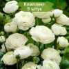 Клубни ранункулюса (Лютик ) Вайт  (White)  -  5 шт.