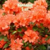 Комплект 5шт / Рододендрон Гибралтар: фото и описание
