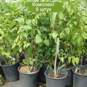 Комплект 5шт / Сеянец Сирень амурская (10-15 см.)
