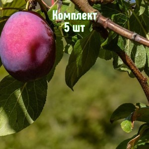 Комплект 5шт / Алыча Кремень (Средняя/Красная)