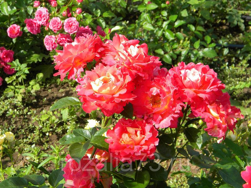 Розы для северо запада сорта и фото